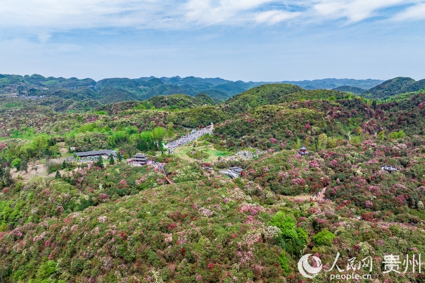航拍百里杜鵑景區內盛開的杜鵑花。人民網記者 涂敏攝
