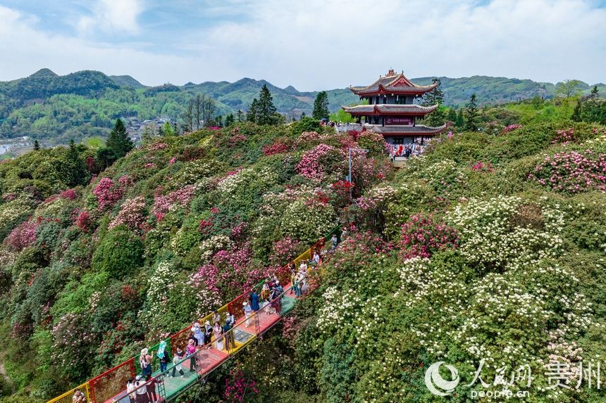 航拍百里杜鵑景區內盛開的杜鵑花。人民網記者 涂敏攝