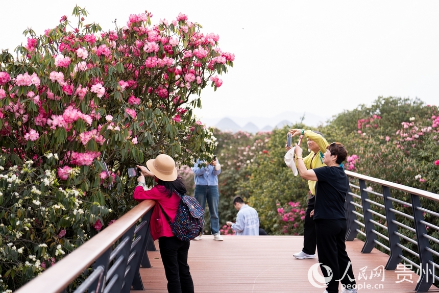 前來賞花的游客正在拍攝盛開的杜鵑花。人民網記者 涂敏攝