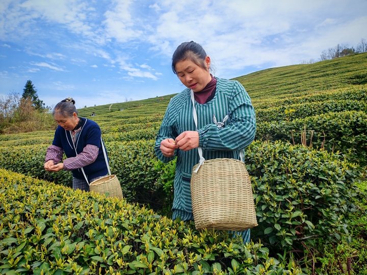 1、茶山工人采茶 。余甚君 攝.jpg