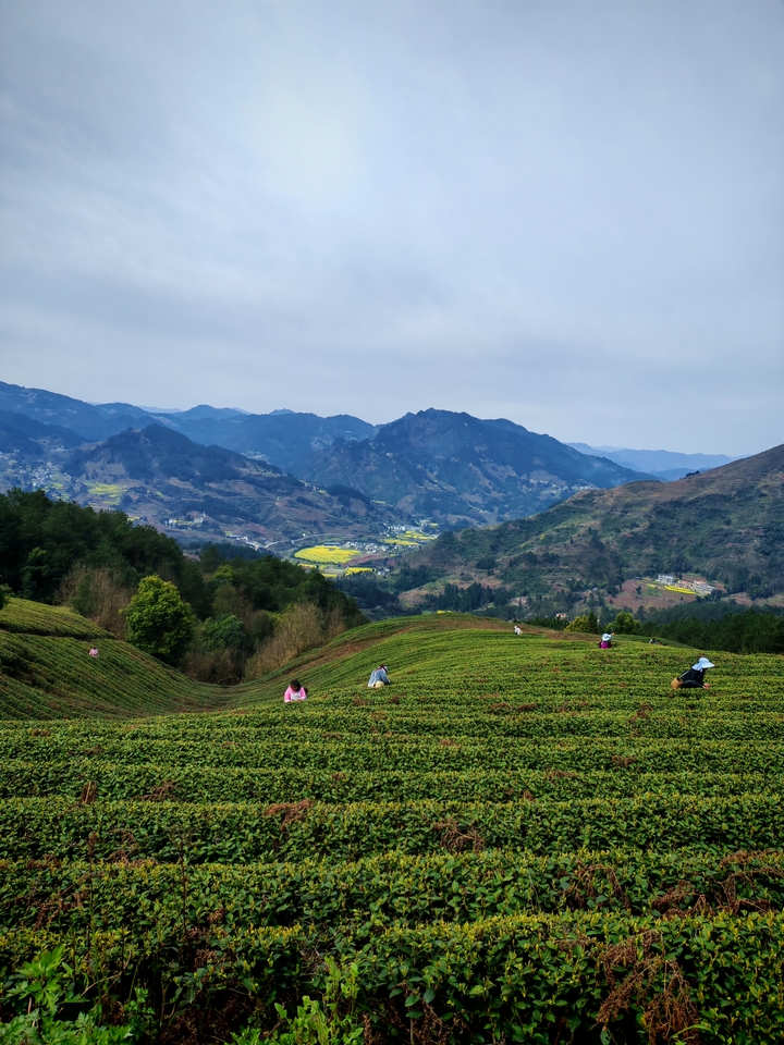2、茶山工人采茶 。余甚君 攝 .jpg.jpg