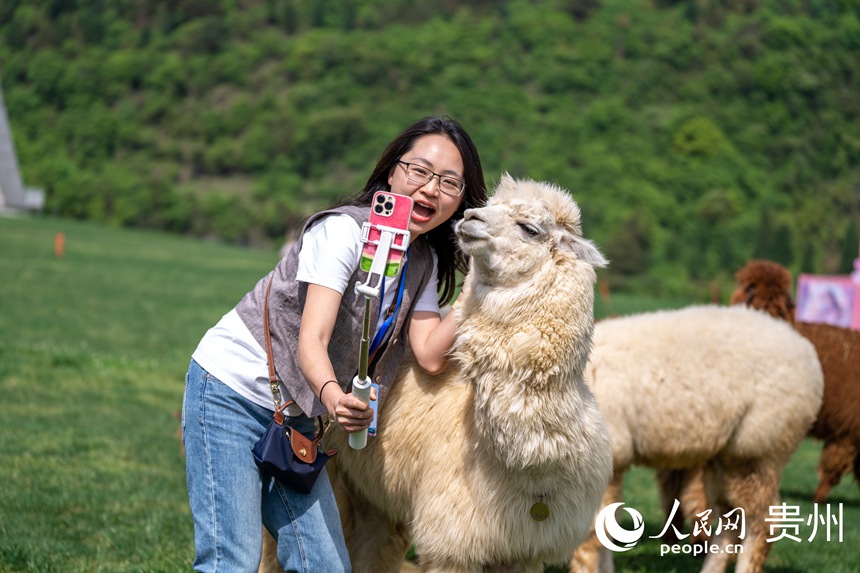 游客與呆萌的羊駝近距離互動拍照。人民網記者 涂敏攝