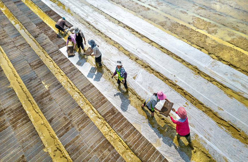 村民在貴州省黔西市杜鵑街道大興社區水稻育秧點放置育秧托盤。