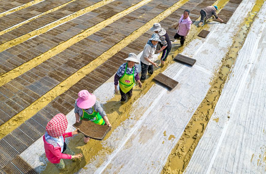 村民在貴州省黔西市杜鵑街道大興社區水稻育秧點放置育秧托盤。