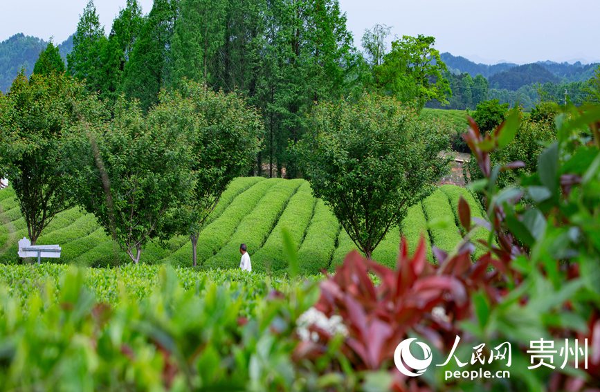 游客在茶園漫步。人民網 黃小桃攝