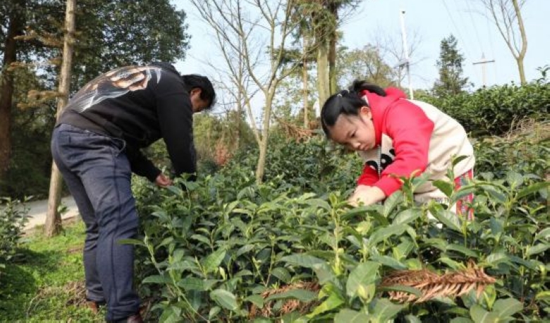 茶文旅融合 讓清鎮“春日經濟”鮮起來