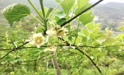 水城區猴場鄉：獼猴桃花開 農戶授粉忙春意盎然，花果飄香。眼下，正值獼猴桃授粉的黃金時節，水城區猴場鄉的獼猴桃種植基地內，農戶們正搶抓農時，有序開展人工授粉作業，為今年獼猴桃的豐產豐收打下堅實基礎。