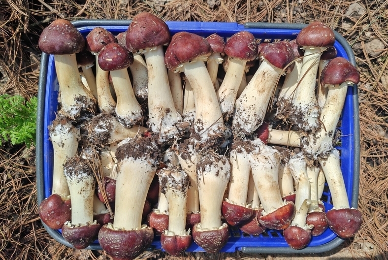 “小紅帽”助力大振興！修文縣3600畝林下赤松茸新鮮上市連日來，隨著黔中大地氣溫回暖，林下地表溫度漸漸攀升，修文縣六屯鎮境內的3600畝赤松茸正火熱出菇，以可觀的價格銷往省內外市場。