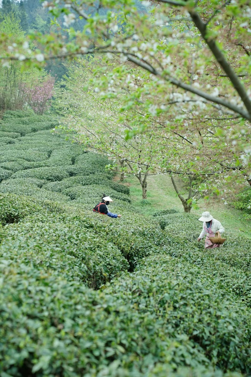 在安順市西秀區老落坡營場，村民正在采茶。曾鴻攝