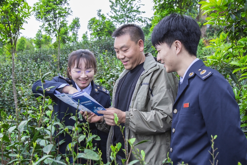 興義市稅務局稅務干部走進綠茗茶業生態基地了解企業生產經營情況，現場詳細講解納稅信用等級評定政策與銀稅互動相關知識。張松攝