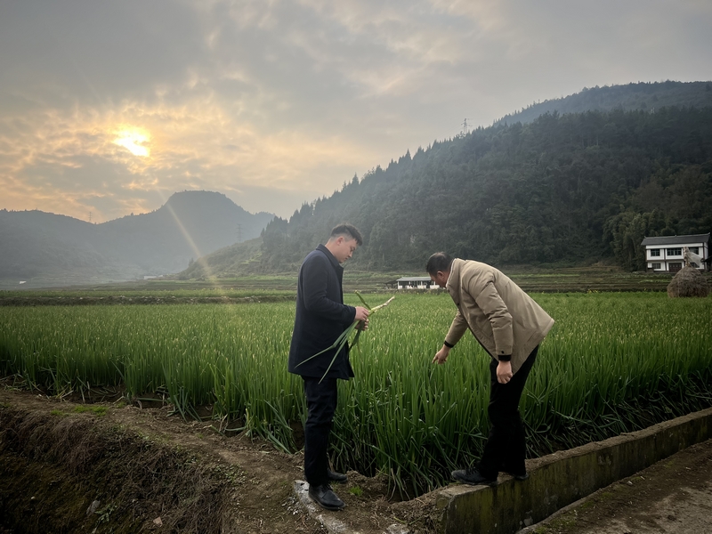 圖為遵義綏陽支行客戶經理與種植戶交流大蔥種植情況。