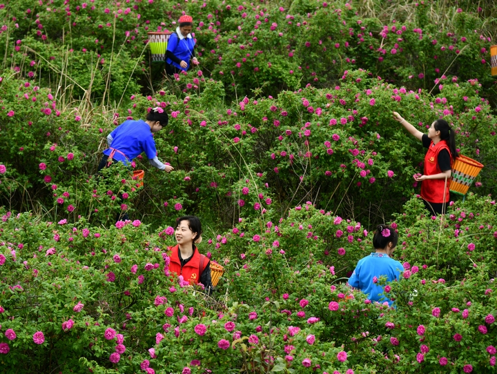 黃平農商銀行組織黨員先鋒隊幫助玫瑰種植戶搶收鮮花（吳江平 攝）.JPG