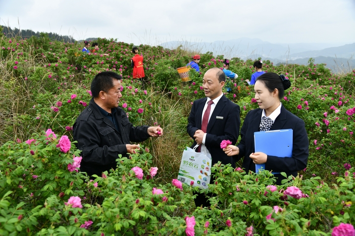 黃平農商銀行客戶經理實地走訪玫瑰花種植基地，摸排種植規模、產銷瓶頸及融資需求。（吳江平 攝）.JPG