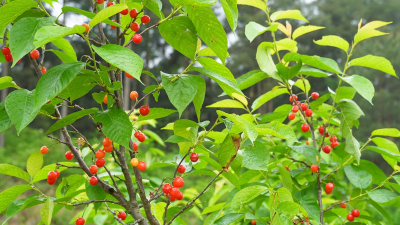 紅彤彤的櫻桃枝頭掛。