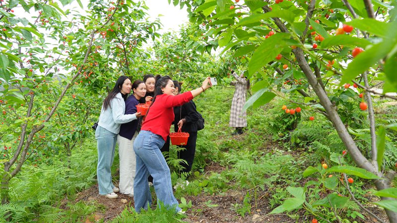 游客在櫻桃林中打卡拍照。