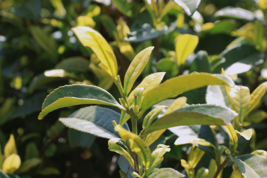 4月15日青杠林千畝茶園茶葉。龍藝攝