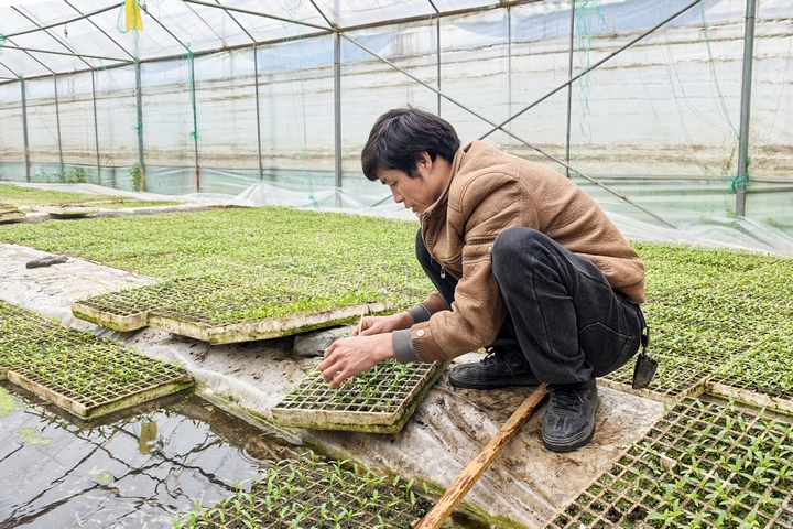 辣椒種植大棚。