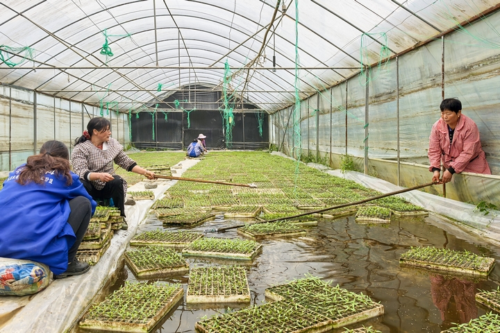 辣椒種植大棚。
