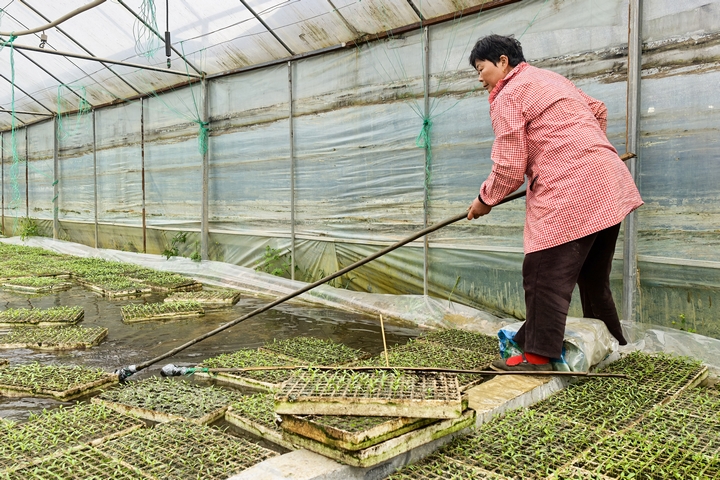 辣椒種植大棚。