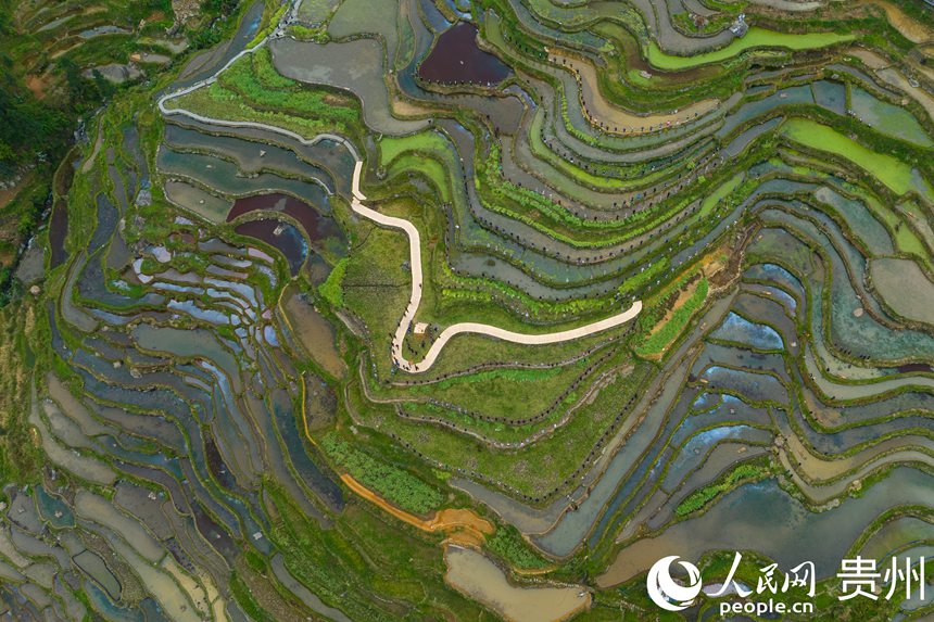 航拍貴州省從江縣加榜梯田。人民網 陽茜攝