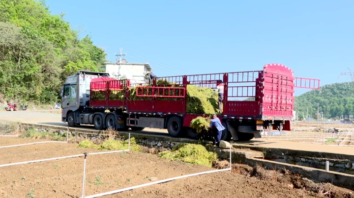 圖為工人忙于裝運西洋菜。