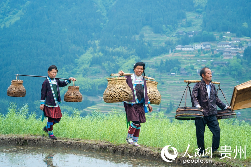 村民在貴州省從江縣加榜梯田上參加“T”田秀活動。人民網 陽茜攝