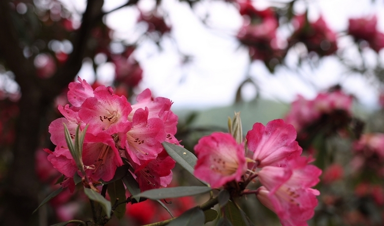 水城國家杜鵑公園：花海盛景已就位 民宿與越野等你來解鎖驚喜