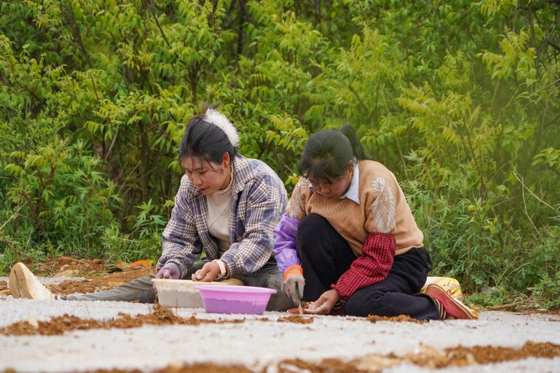 4月27日，在威寧縣桐威農林種養殖專業合作社育苗基地，務工群眾在插松子。