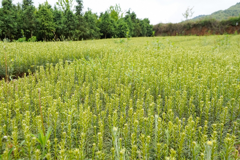 4月27日，在威寧縣桐威農林種養殖專業合作社育苗基地，年前育下的松樹苗已經郁郁蔥蔥。