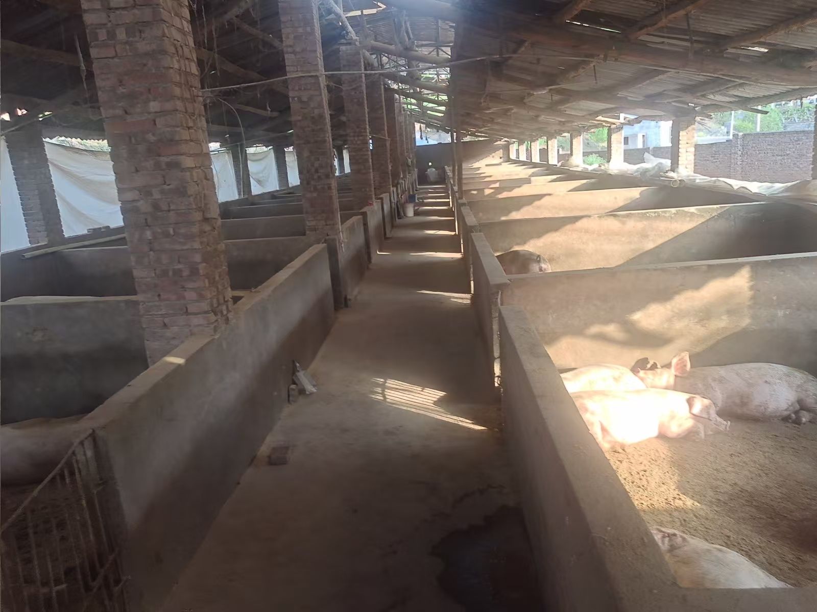 顏大哥的養豬場。