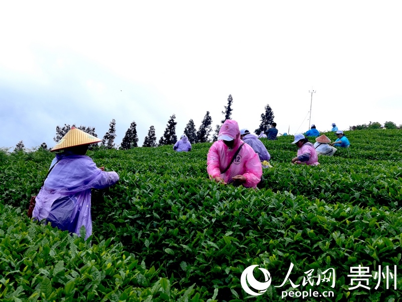 雙手采茶比賽現場。人民網記者 王秀芳攝