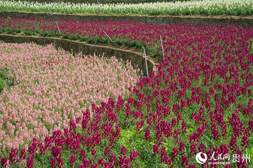 花畫小鎮如同一幅被自然打翻的調色盤。人民網 陽茜攝
