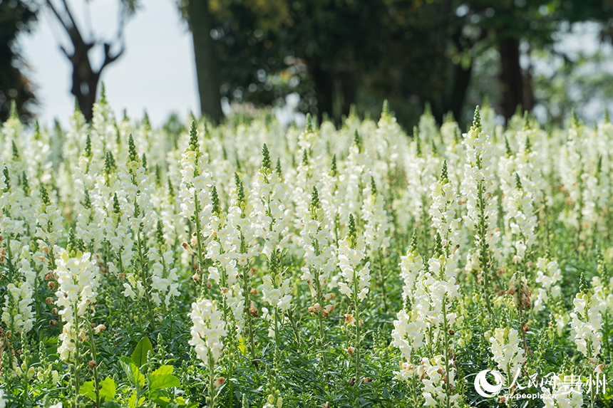 花畫小鎮繁花似景美如畫。人民網 陽茜攝
