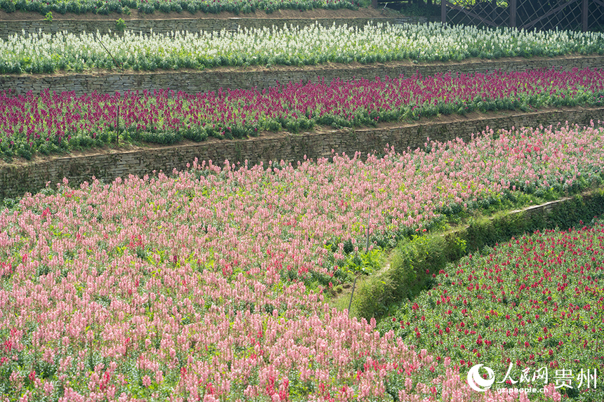 花畫小鎮如同一幅被自然打翻的調色盤。人民網 陽茜攝.