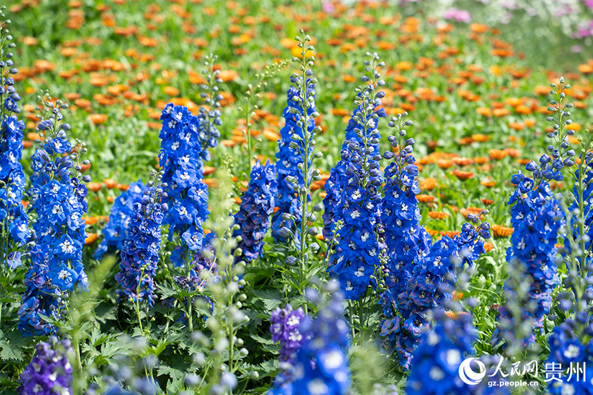 花畫小鎮繁花似景美如畫。人民網 陽茜攝