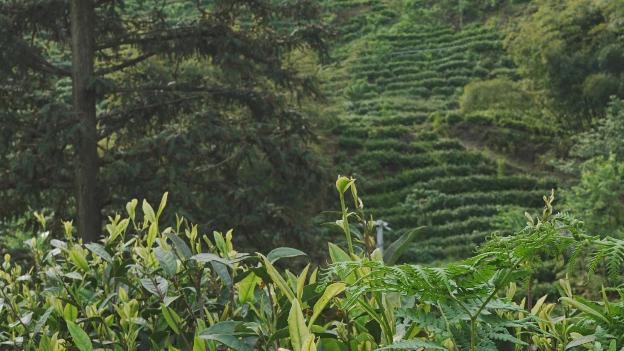 普定縣靛山村的茶山基地。