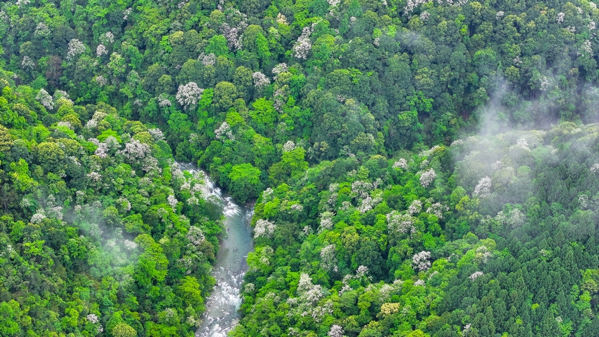 俯瞰世界自然遺產地梵凈山赤楊葉花海。