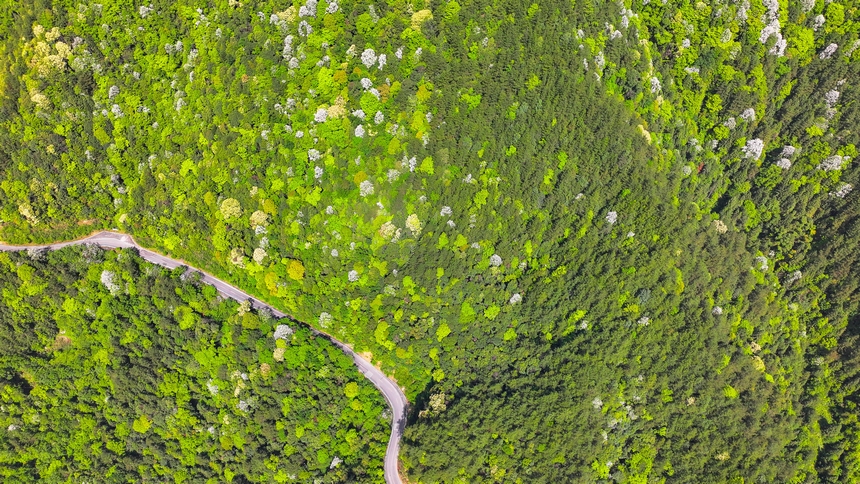俯瞰世界自然遺產地梵凈山山花爛漫美景。