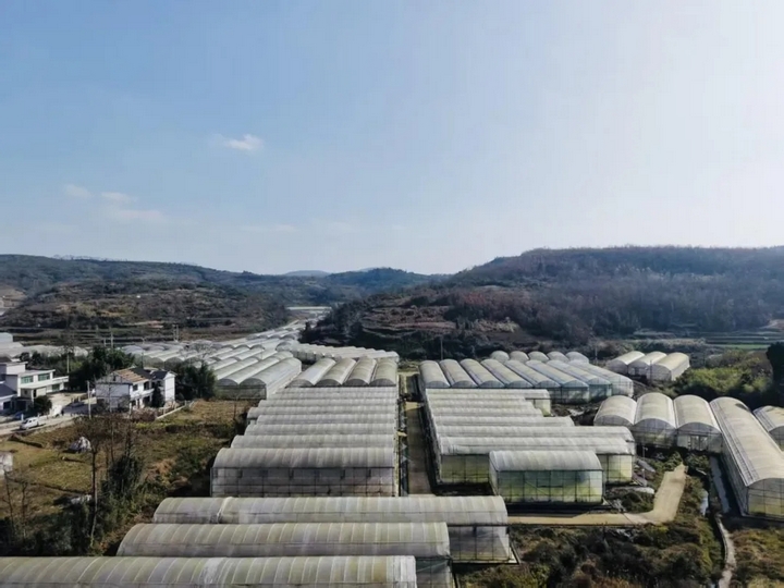 “菜果肉”協同增效 激活“三農”新動能。