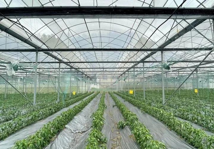 “菜果肉”協同增效 激活“三農”新動能。