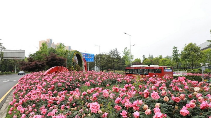 1月季花爭奇斗艷。