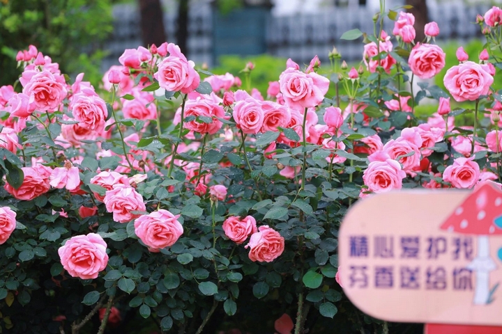 10月季花爭奇斗艷。