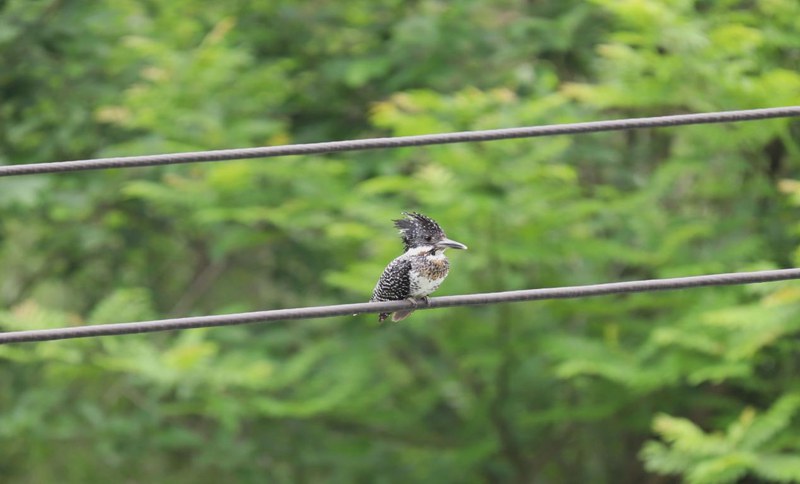 圖為印江河珍稀水鳥。