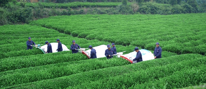采茶工人用機器采收碾茶鮮葉。