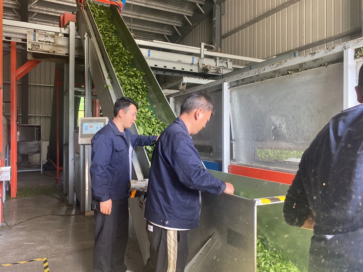 碾茶創新中心的工作人員正在碾茶。