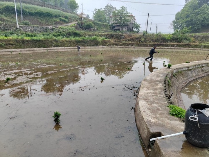 碧水映稻田 插秧繪新圖。