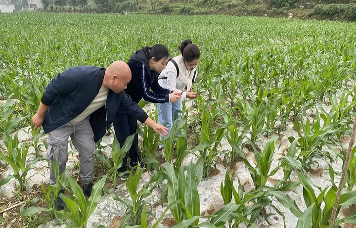 息烽縣大豆玉米復合種植面積將超萬畝。