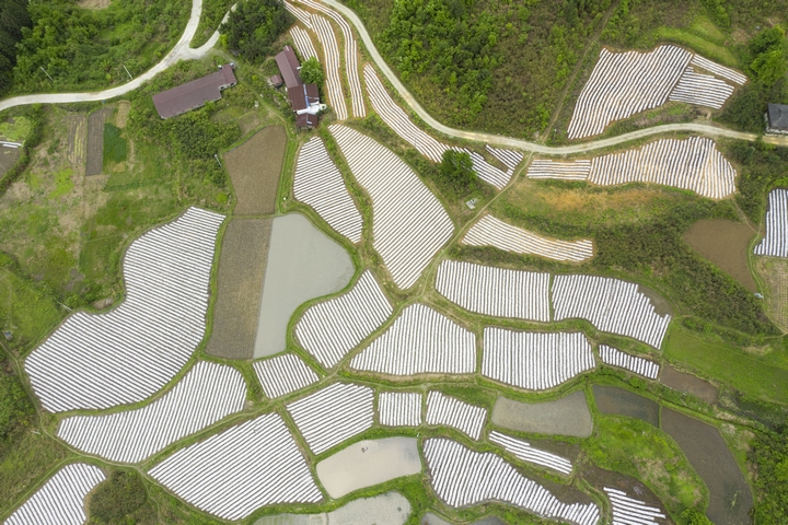 磻溪鎮辣椒種植基地航拍圖.jpg
