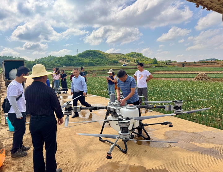 飛防團隊在馬鈴薯基地進行技術探索 。