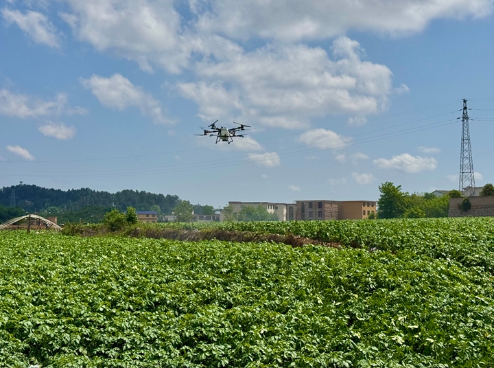 植保無人機在田間低空穿梭。